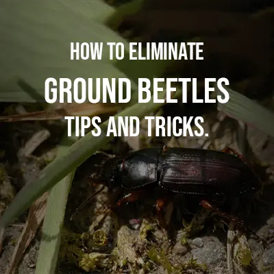 How to Eliminate Ground Beetles Tips and Tricks