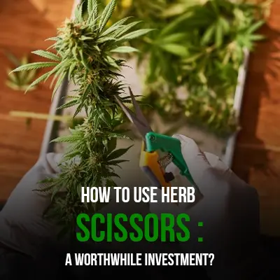 How to Use Herb Scissors A Worthwhile Investment