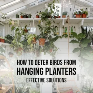 How to deter birds from Hanging Planters Effective Solutions