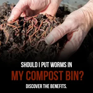 Should I Put Worms in My Compost Bin Discover the Benefits