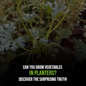 Can You Grow Vegetables in Planters Discover the Surprising Truth