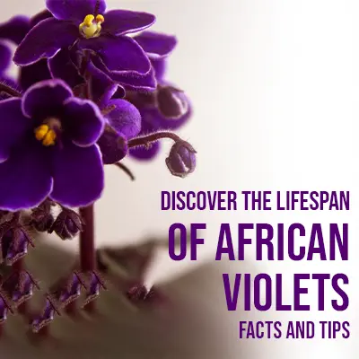 Discover the Lifespan of African Violets Facts and Tips