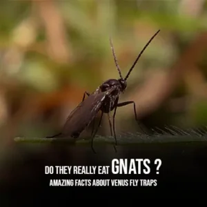 Do They Really Eat Gnats Amazing Facts about Venus Fly Traps