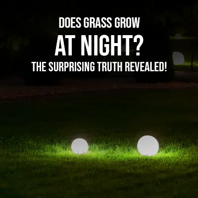 Does Grass Grow at Night The Surprising Truth Revealed