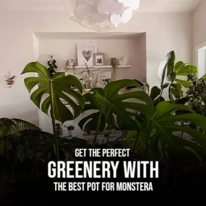 Get the Perfect Greenery with the Best Pot for Monstera