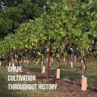 Grape Cultivation Throughout History