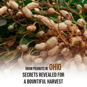 Grow Peanuts in Ohio Secrets Revealed for a Bountiful Harvest
