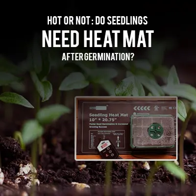 Hot or Not Do Seedlings Need Heat Mat After Germination