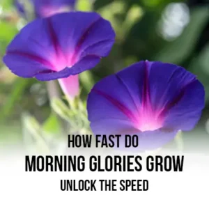 How Fast Do Morning Glories Grow Unlock the Speed