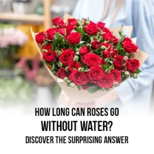 How Long Can Roses Go Without Water Discover the Surprising Answer