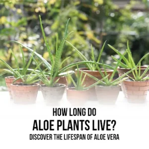 How Long Do Aloe Plants Live Discover the Lifespan of Aloe Vera