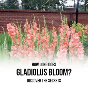 How Long Does Gladiolus Bloom Discover the Secrets