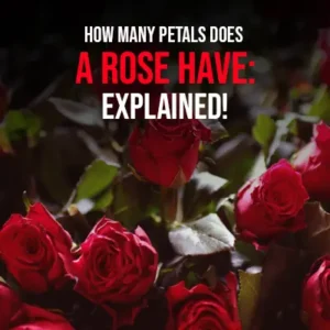 How Many Petals Does a Rose Have Explained