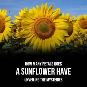 How Many Petals Does a Sunflower Have Unveiling the Mysteries