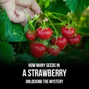 How Many Seeds in a Strawberry Unlocking the Mystery