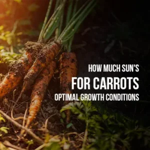How Much Sun's for Carrots Optimal Growth Conditions