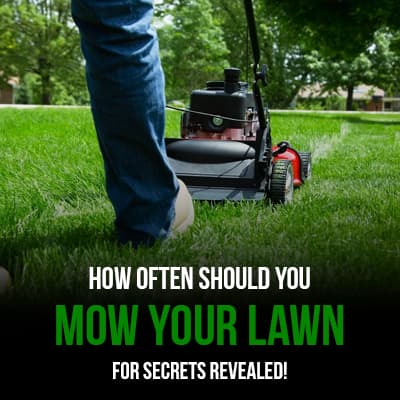 How Often Should You Mow Your Lawn Secrets Revealed