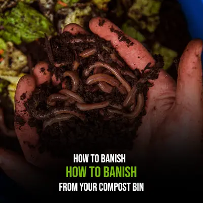 How to Banish Maggots from Your Compost Bin