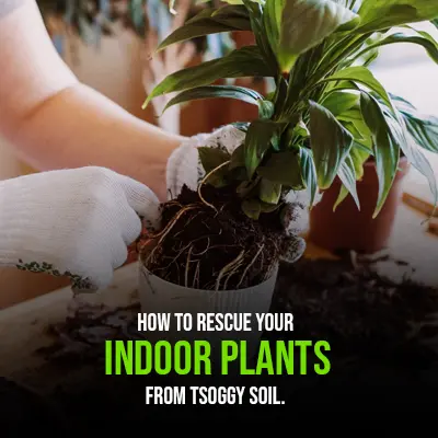 How to Rescue Your Indoor Plants from tSoggy Soil