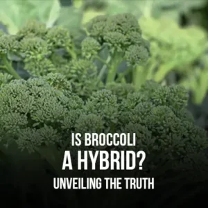 Is Broccoli a Hybrid Unveiling the Truth