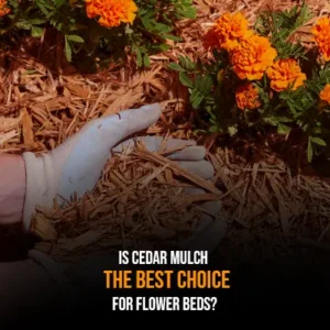 Is Cedar Mulch the Best Choice for Flower Beds?