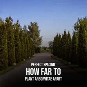 Perfect Spacing How Far to Plant Arborvitae Apart