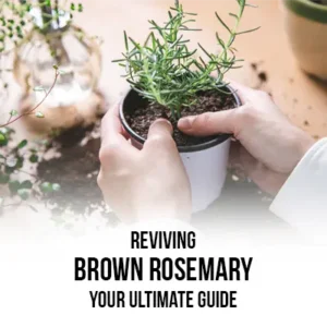 Reviving Brown Rosemary Your Ultimate Guide