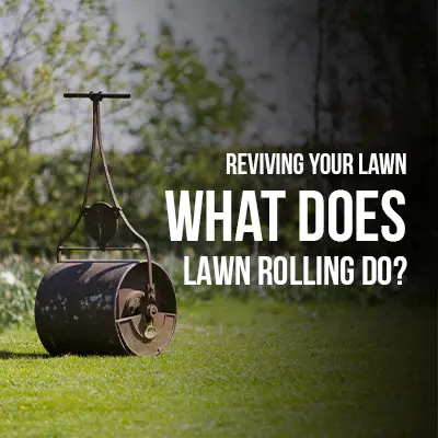 Reviving Your Lawn What Does Lawn Rolling Do