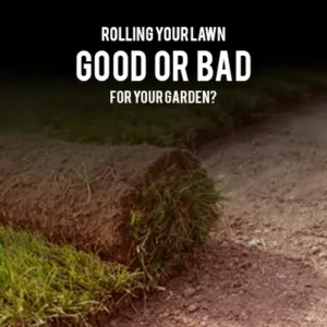 Rolling Your Lawn Good or Bad for Your Garden?