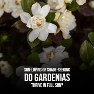 Sun-loving or Shade-seeking Do Gardenias Thrive in Full Sun