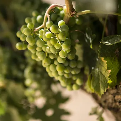 The Botany Of Grapevines