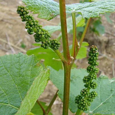 The Growth Pattern Of Grapevines