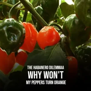 The Habanero Dilemma Why Won't My Peppers Turn Orange