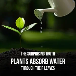 The Surprising Truth Plants Absorb Water Through Their Leaves