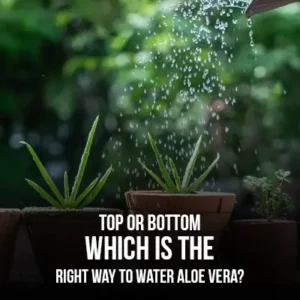 Top or Bottom Which is the Right Way to Water Aloe Vera