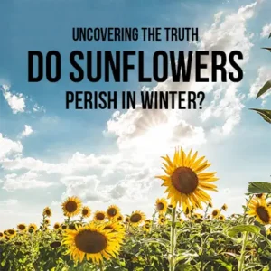 Uncovering the Truth Do Sunflowers Perish in Winter