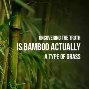 Uncovering the Truth Is Bamboo Actually a Type of Grass