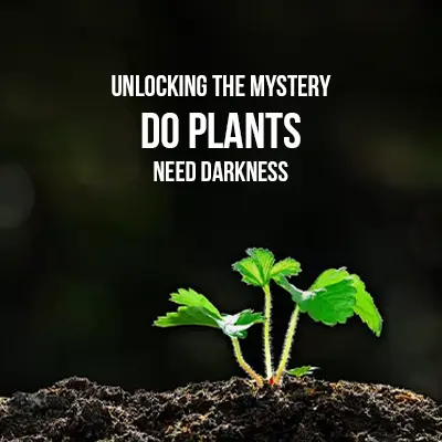 Unlocking the Mystery Do Plants Need Darkness