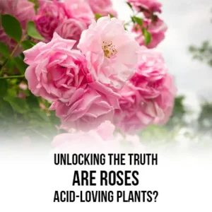 Unlocking the Truth Are Roses Acid-Loving Plants