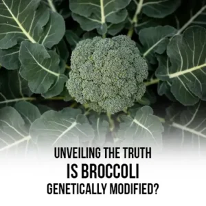 Unveiling the Truth Is Broccoli Genetically Modified