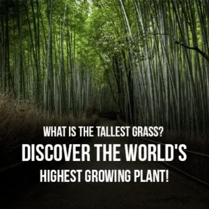 What is the Tallest Grass Discover the World's Highest Growing Plant