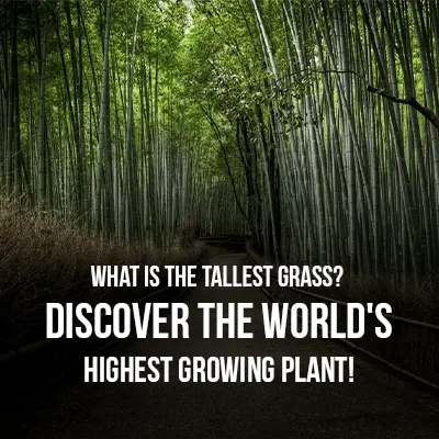 What is the Tallest Grass Discover the World's Highest Growing Plant