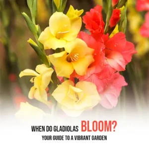 When Do Gladiolas Bloom Your Guide to a Vibrant Garden