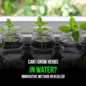 Can I Grow Herbs in Water Innovative Method Revealed