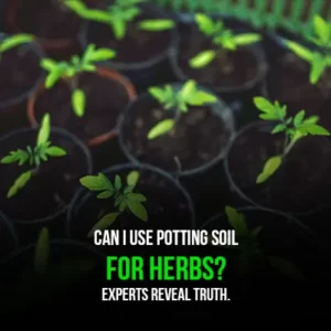 Can I Use Potting Soil for Herbs Experts Reveal Truth
