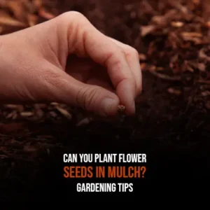 Can You Plant Flower Seeds in Mulch Gardening Tips