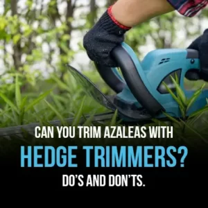 Can You Trim Azaleas with Hedge Trimmers