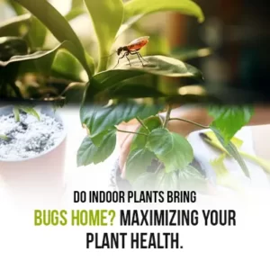 Do Indoor Plants Bring Bugs Home Maximizing Your Plant Health