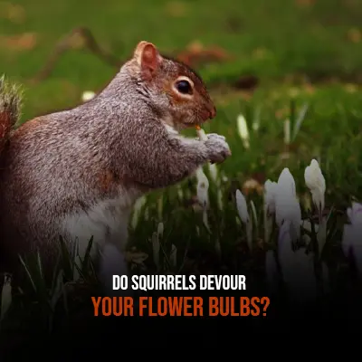 Do Squirrels Devour Your Flower Bulbs