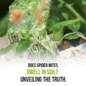 Does Spider Mites Dwell in Soil Unveiling the Truth